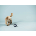 Jouet pour animaux en caoutchouc naturel - Balle Star Ball bleue - Hevea