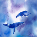 Carte Carrée Baleine - ASA