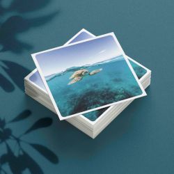 Carte postale - Tortue nageant en surface - Ilot Signal- Cédric Jacquot Photography