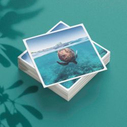 Carte postale - Tortue plongeant - Ilot Signal- Cédric Jacquot Photography